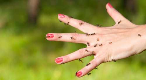 Чем опасны укусы насекомых