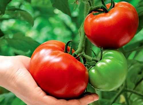 Чем подкормить томаты после посадки в теплицу